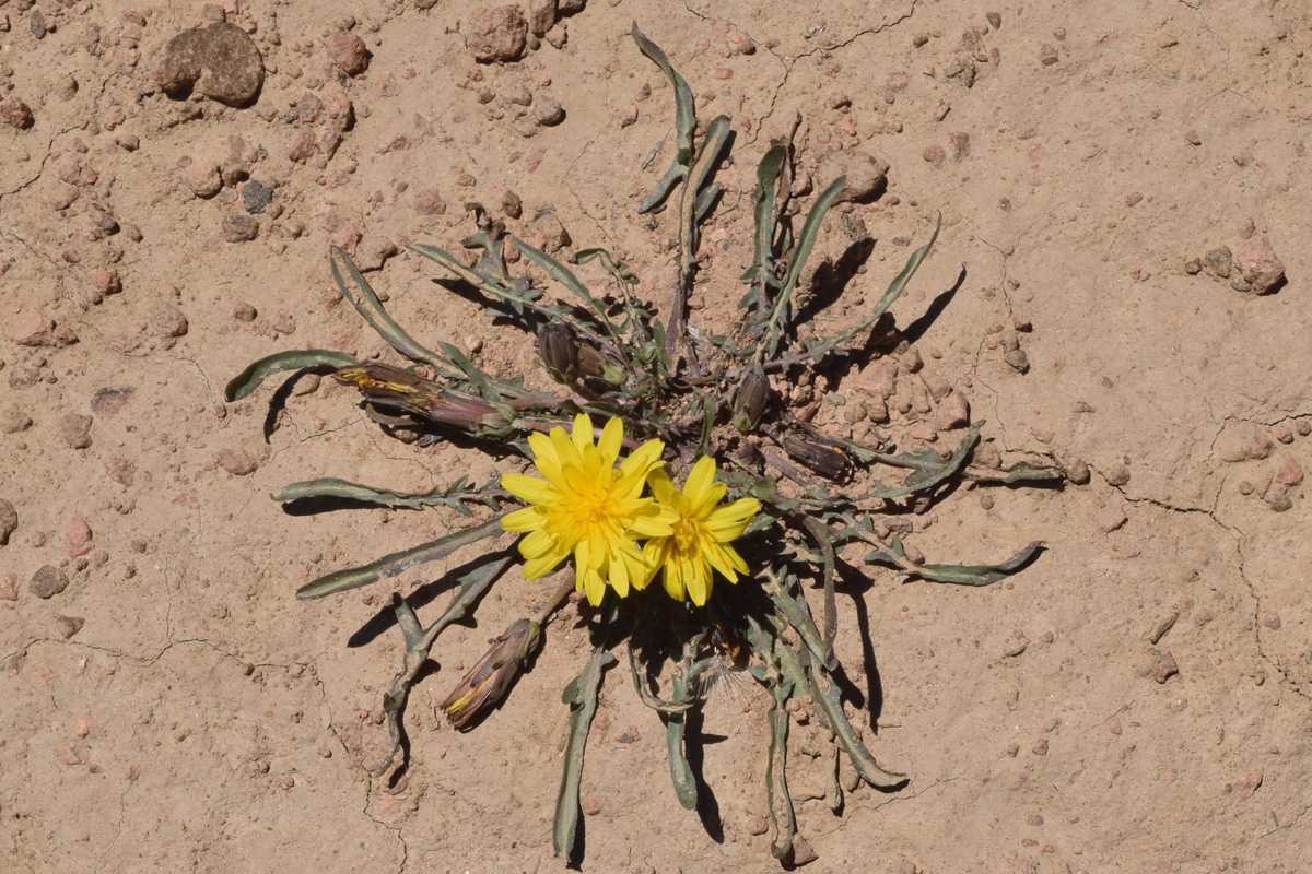 Изображение особи Taraxacum brevirostre.