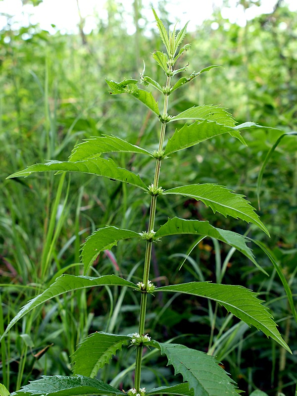 Изображение особи Lycopus lucidus.