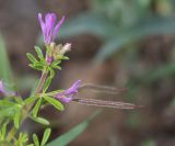 Cleome rubella