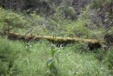 Veratrum lobelianum