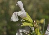 Salvia scabiosifolia. Верхушка соцветия. Крым, г. Симферополь, окр. мкр-на Пневматика; склон куэсты, каменистая осыпь. 02.09.2020.