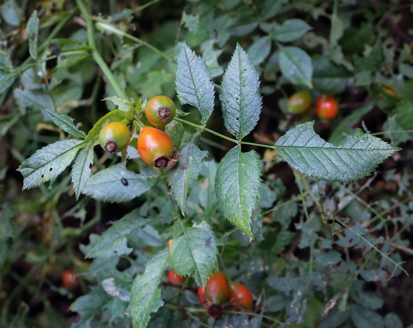 Image of genus Rosa specimen.