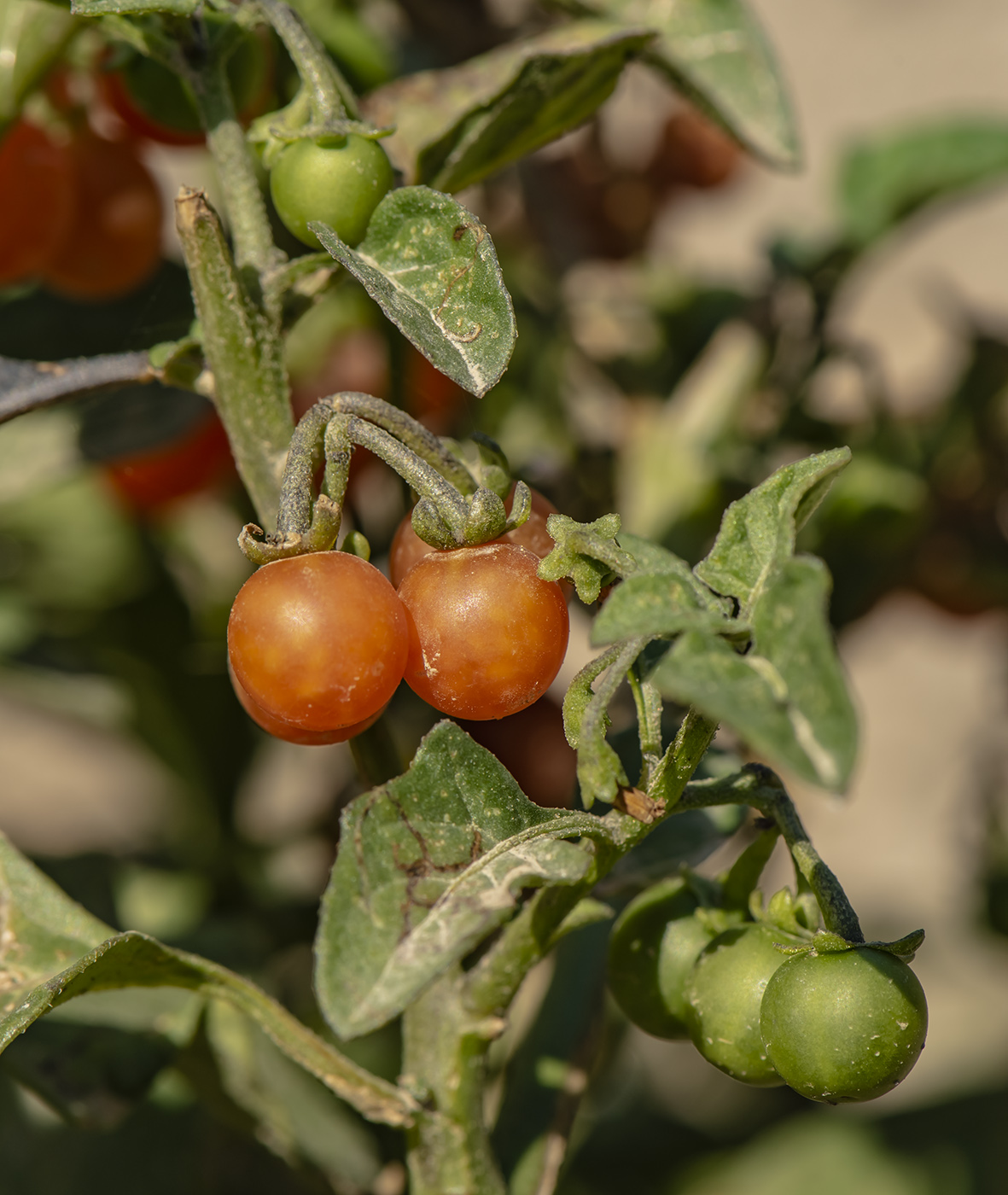 Изображение особи Solanum olgae.