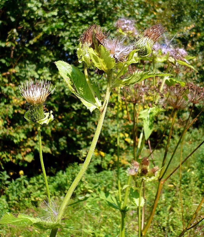 Изображение особи Cirsium oleraceum.