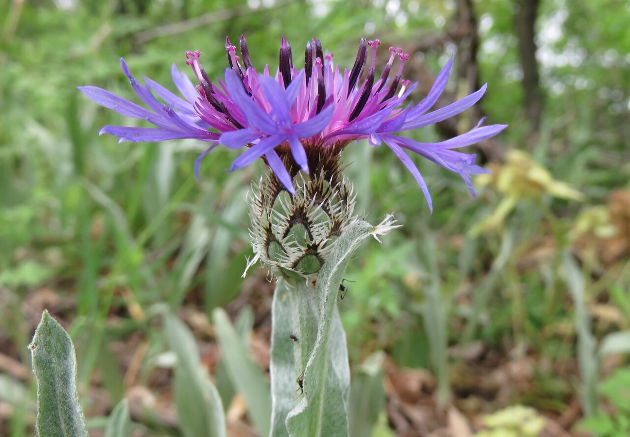 Изображение особи Centaurea pichleri.