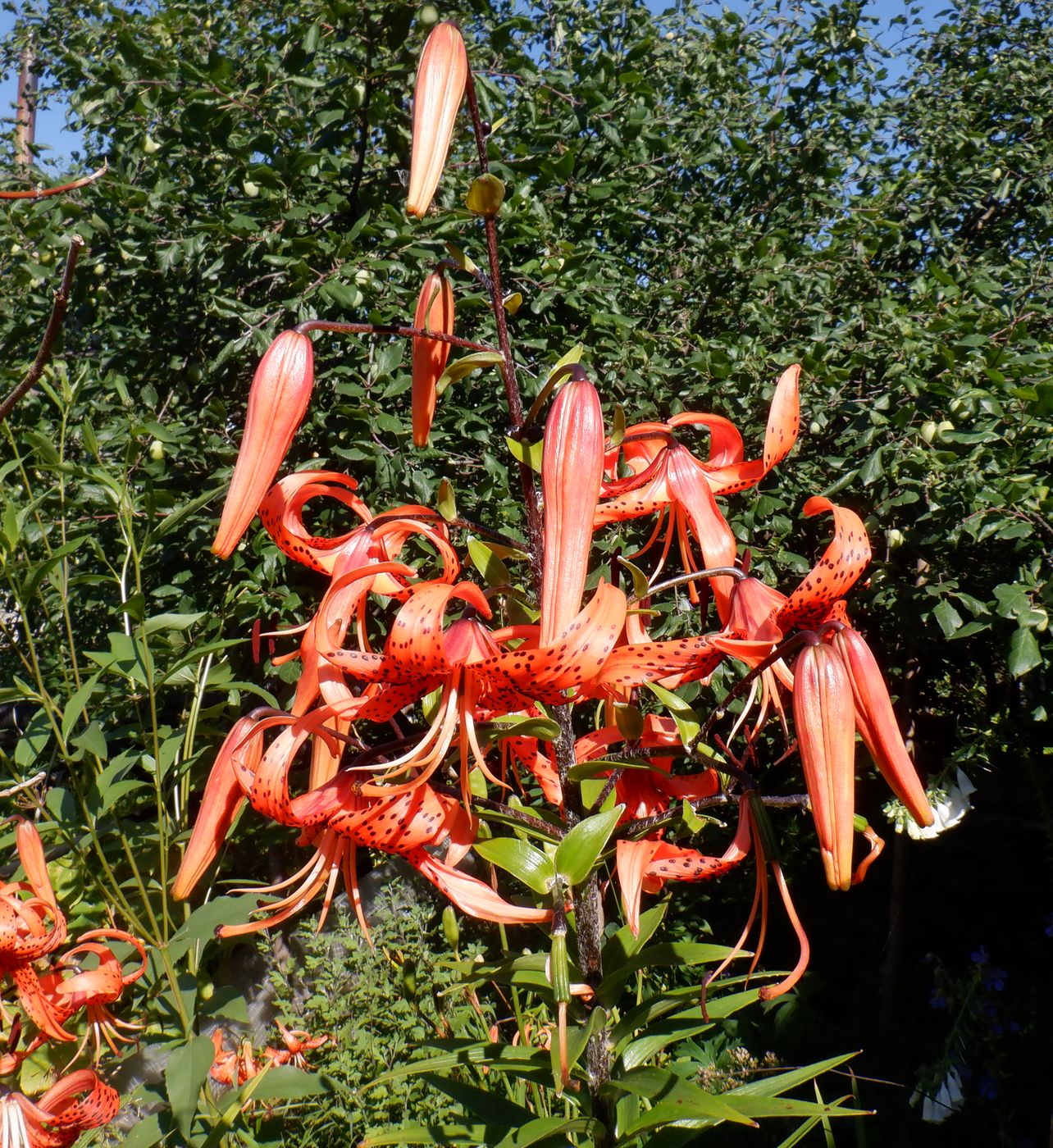 Изображение особи Lilium lancifolium.