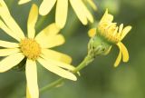 Senecio inaequidens