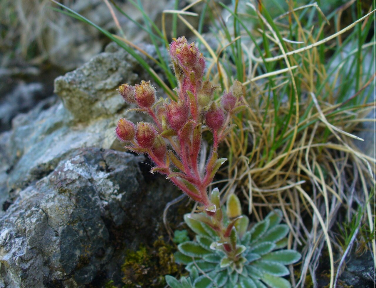 Изображение особи Saxifraga luteo-viridis.