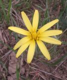 genus Scorzonera