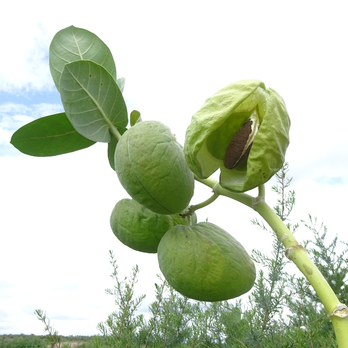 Image of Calotropis procera specimen.