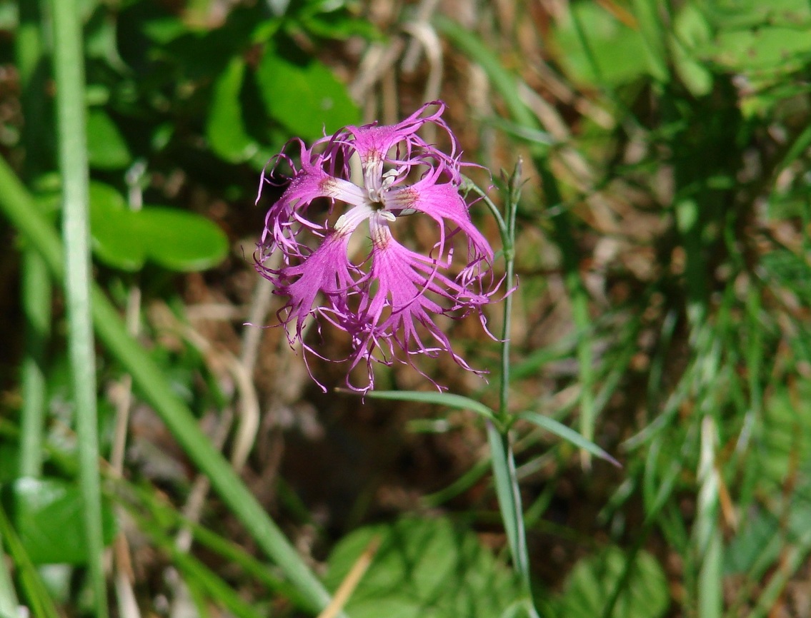 Image of Dianthus superbus specimen.