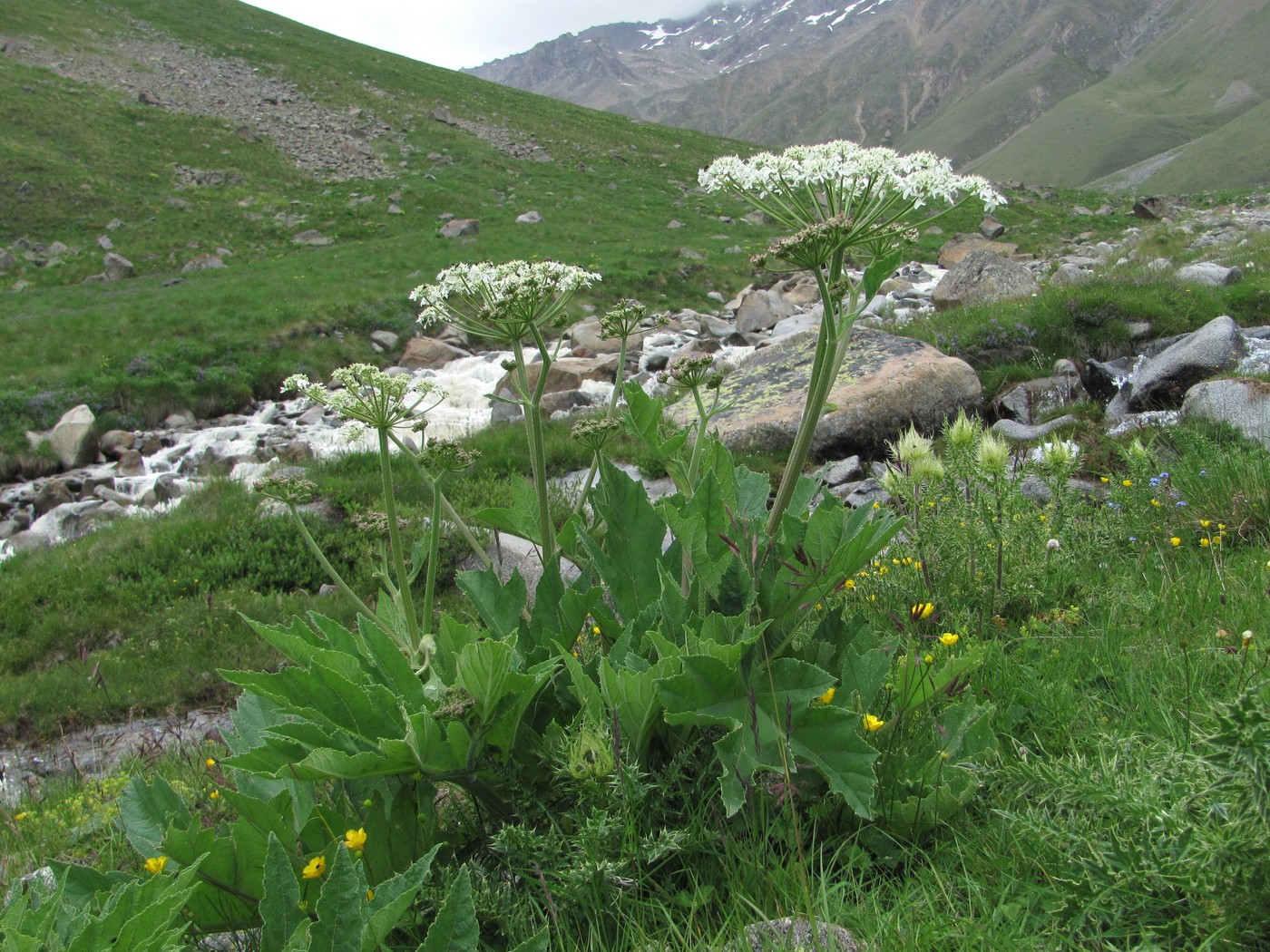 Image of Heracleum freynianum specimen.