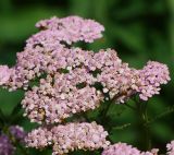 Achillea millefolium