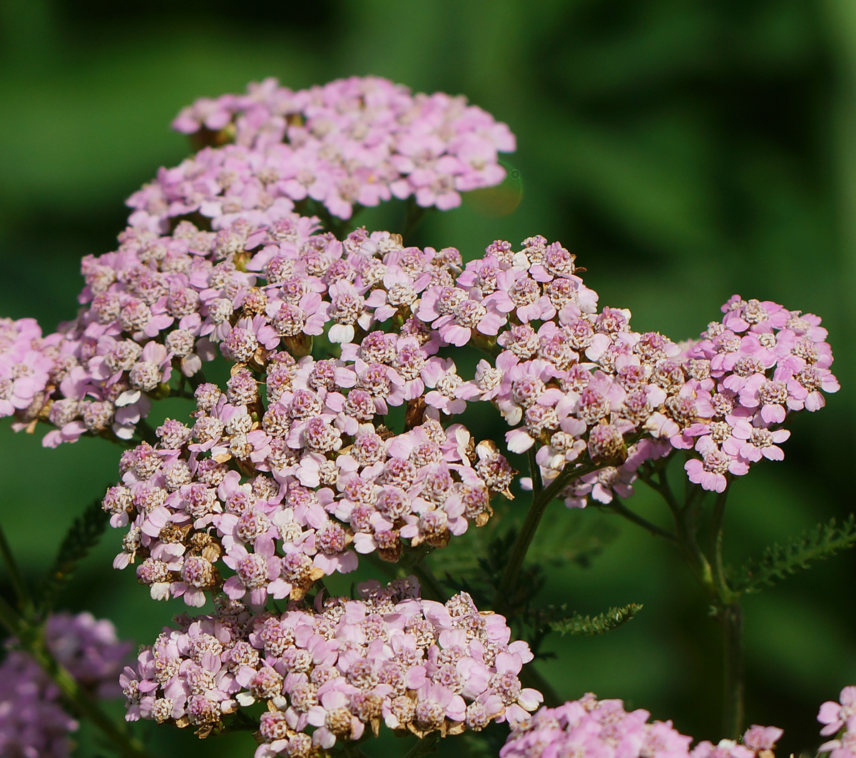 Изображение особи Achillea millefolium.