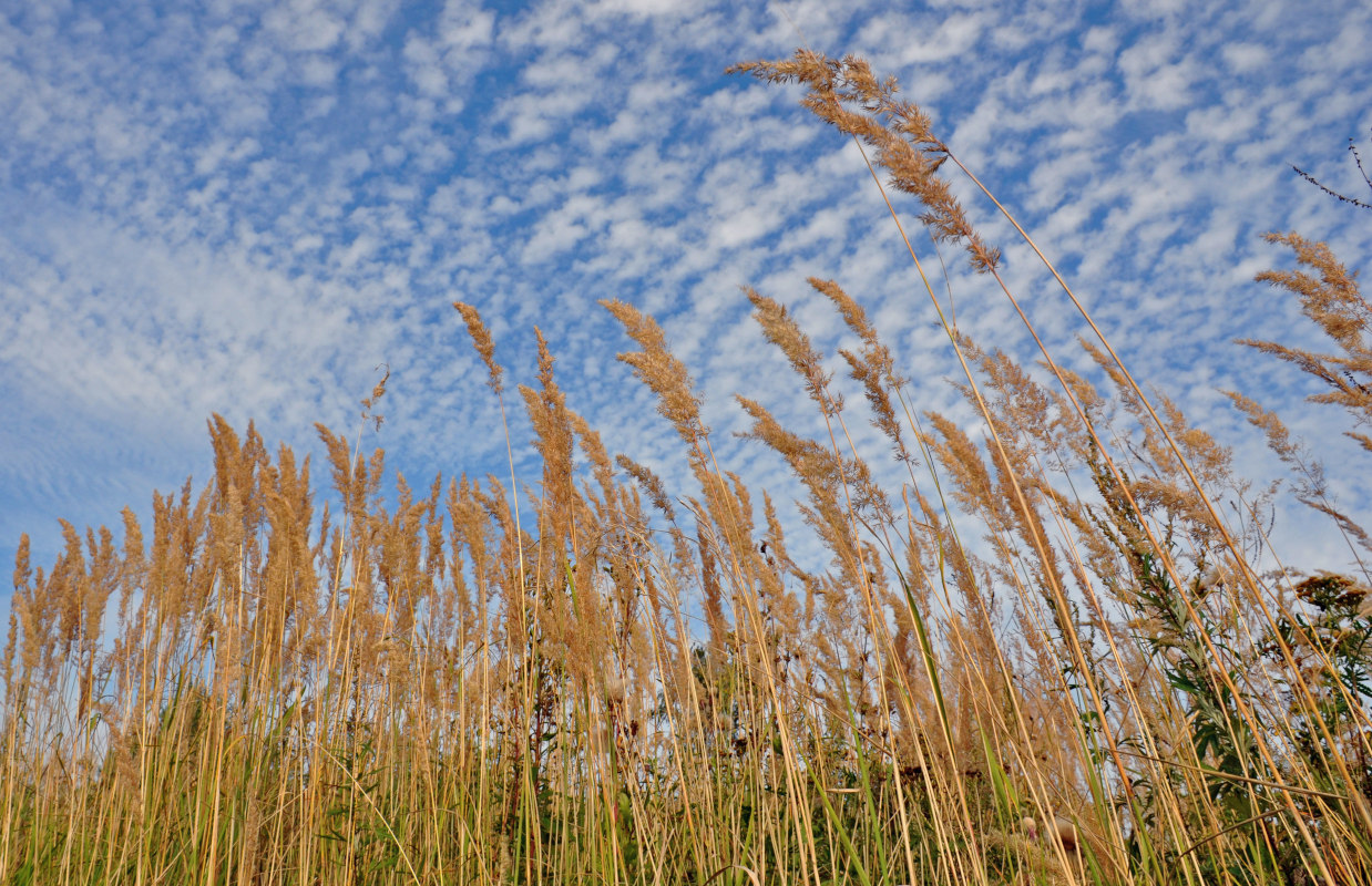 Image of Calamagrostis epigeios specimen.