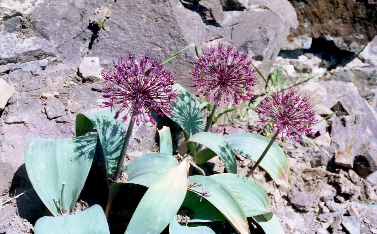 Image of Allium karataviense ssp. henrikii specimen.