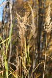 Calamagrostis purpurea. Верхушки побегов с соплодиями. Мурманск, Горелая сопка, распадок между сопок, рябиново-берёзовый лес у ручья. 24.09.2020.