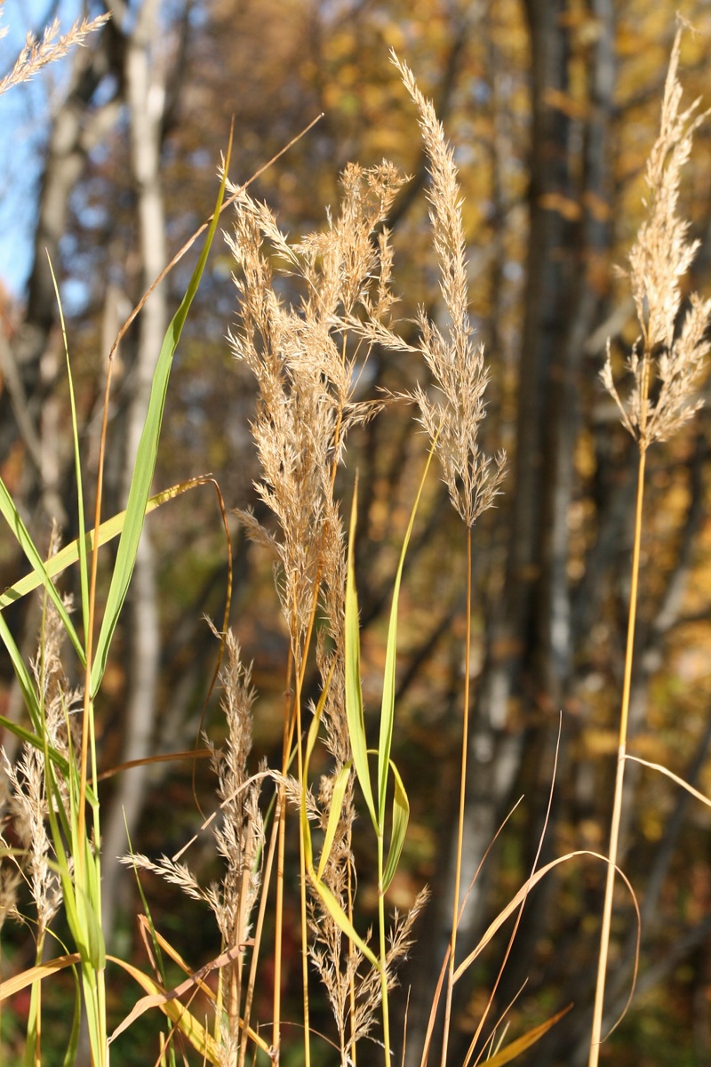 Image of Calamagrostis purpurea specimen.
