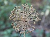 Allium altissimum. Соплодие. Узбекистан, Джизакская обл., хребет Нуратау, урочище Хаятсай, полевая база Нуратинского заповедника, около 960 м н.у.м. 30.08.2020.