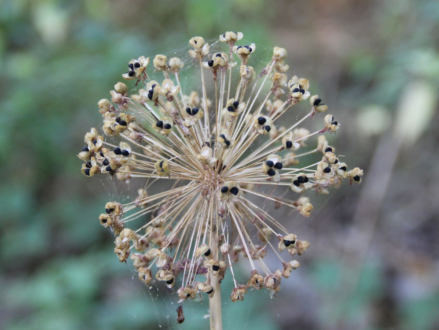 Изображение особи Allium altissimum.