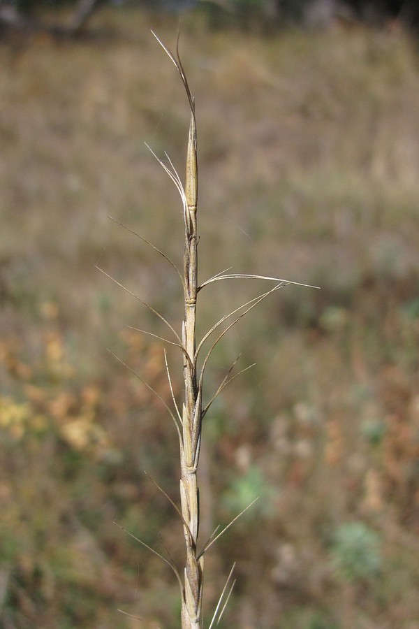 Изображение особи Elytrigia strigosa.