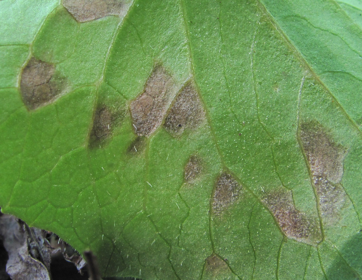 Image of Doronicum orientale specimen.