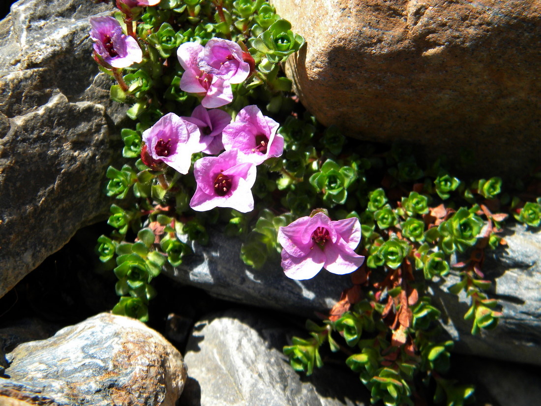 Image of Saxifraga asiatica specimen.