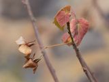 Dombeya tiliacea