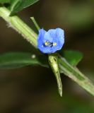 Commelina tuberosa