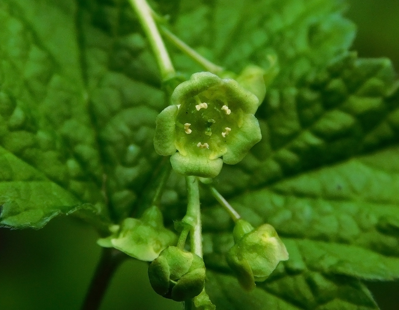 Image of Ribes rubrum specimen.