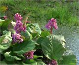 Bergenia crassifolia