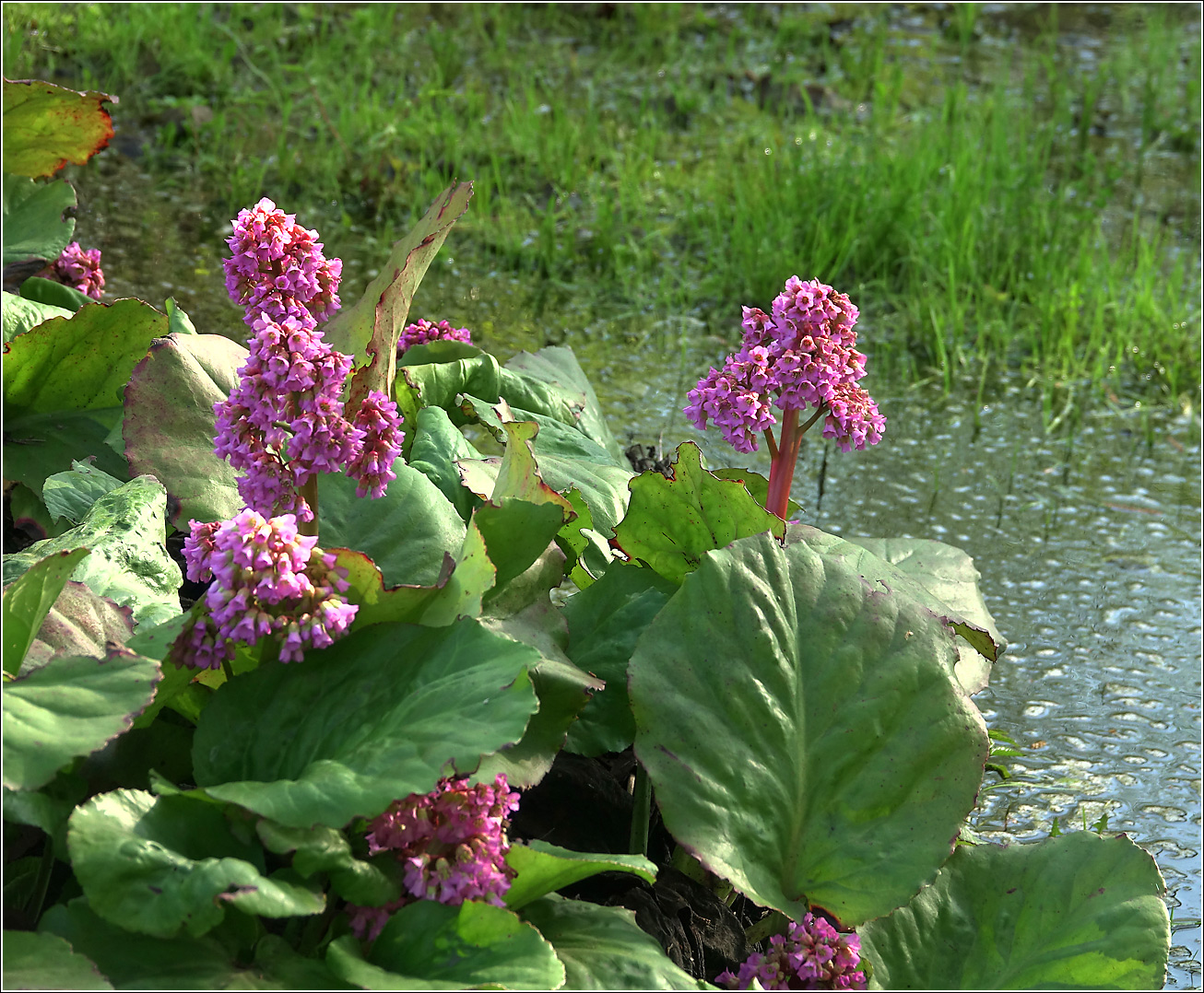 Image of Bergenia crassifolia specimen.