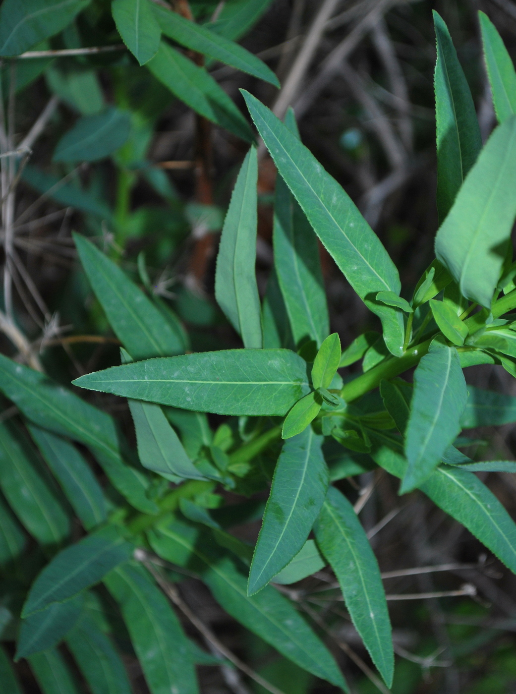 Изображение особи род Euphorbia.