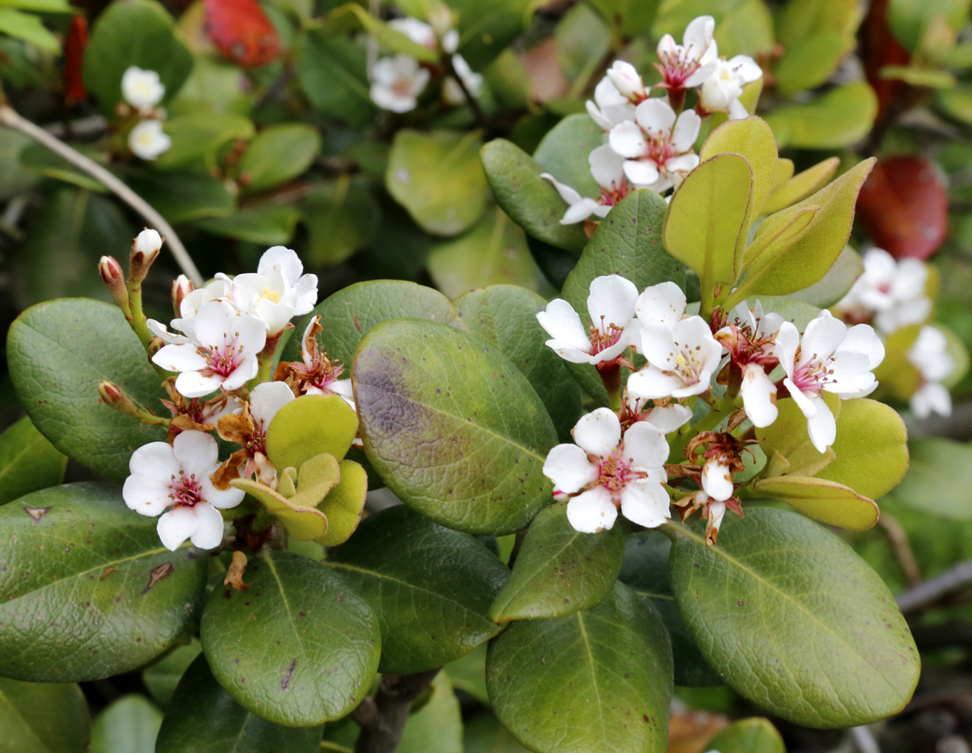 Изображение особи Rhaphiolepis umbellata.