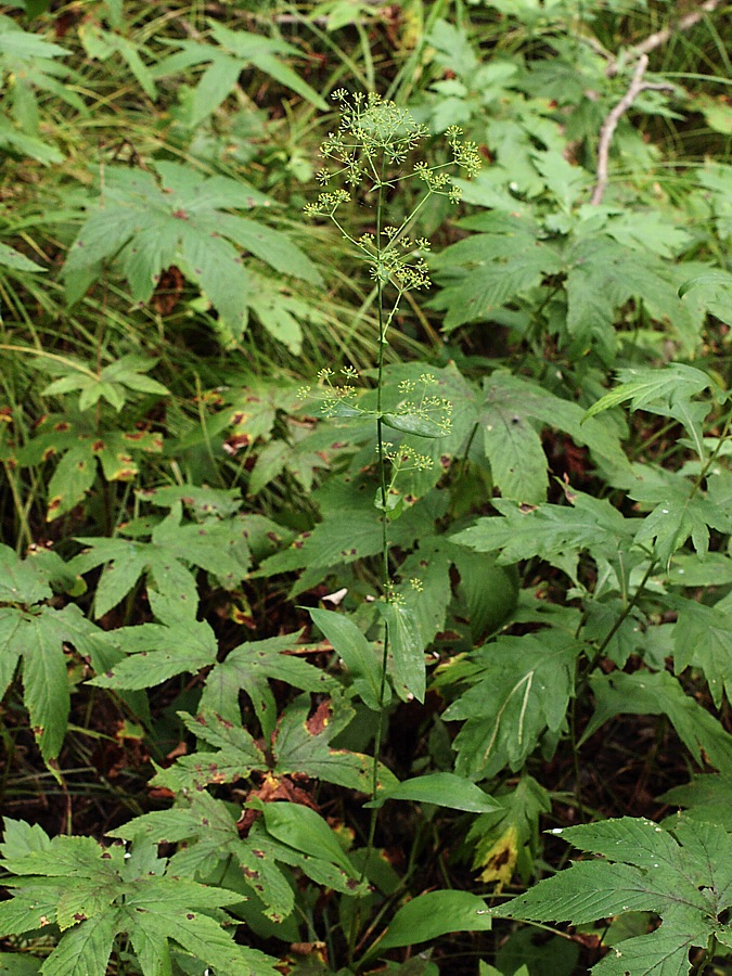 Image of Bupleurum longiradiatum specimen.