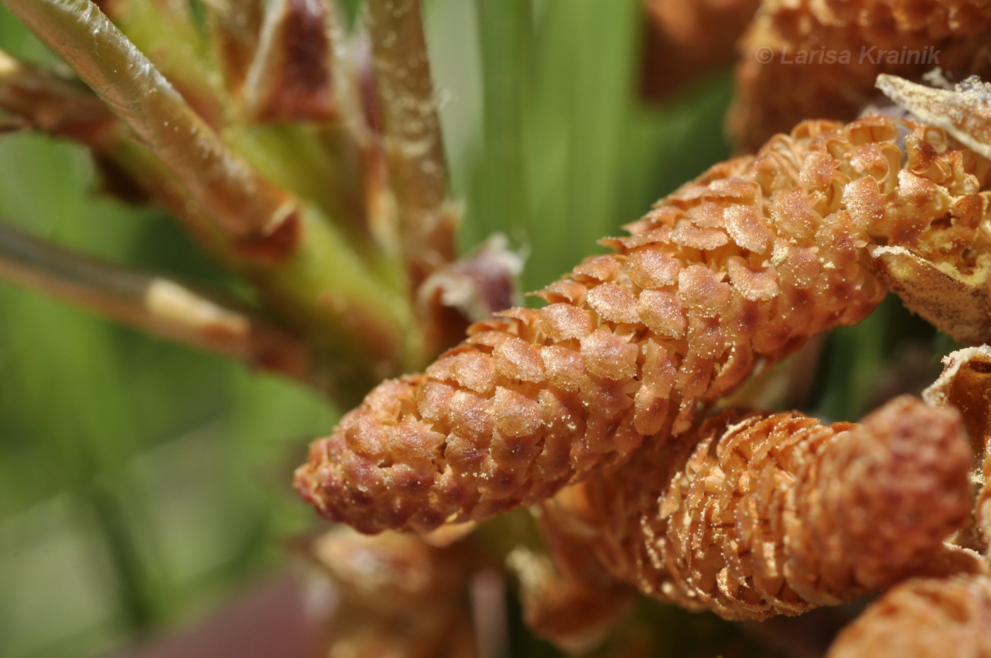 Image of genus Pinus specimen.