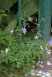 Aquilegia vicaria. Цветущее растение. Узбекистан, Сурхандарьинская обл., ущелье р. Сангардак, гидрогеологический памятник природы \"Сангардакские водопады\". 31.05.2021.