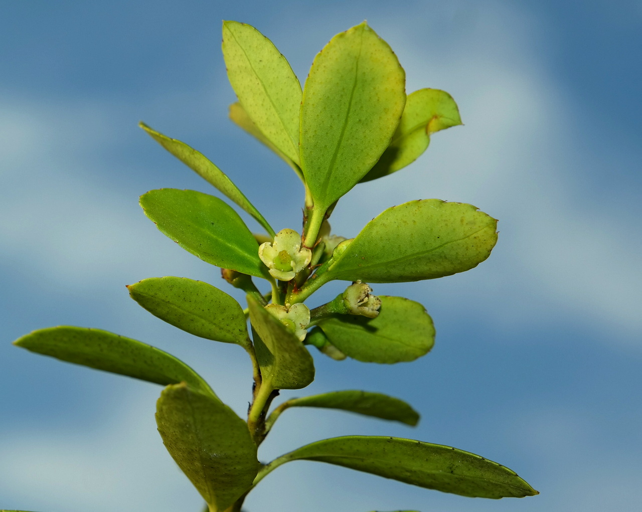 Изображение особи Ilex crenata.