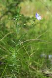 Linum amurense