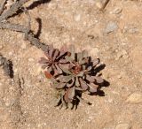 genus Limonium