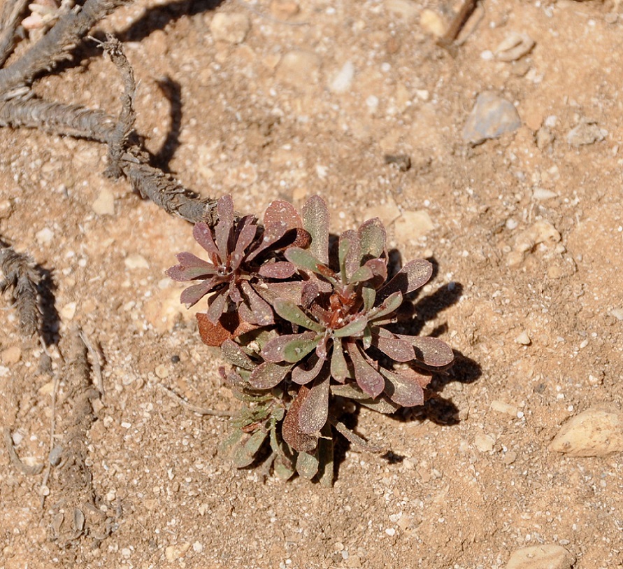 Изображение особи род Limonium.