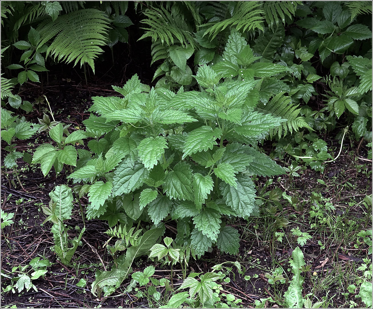 Изображение особи Urtica dioica.