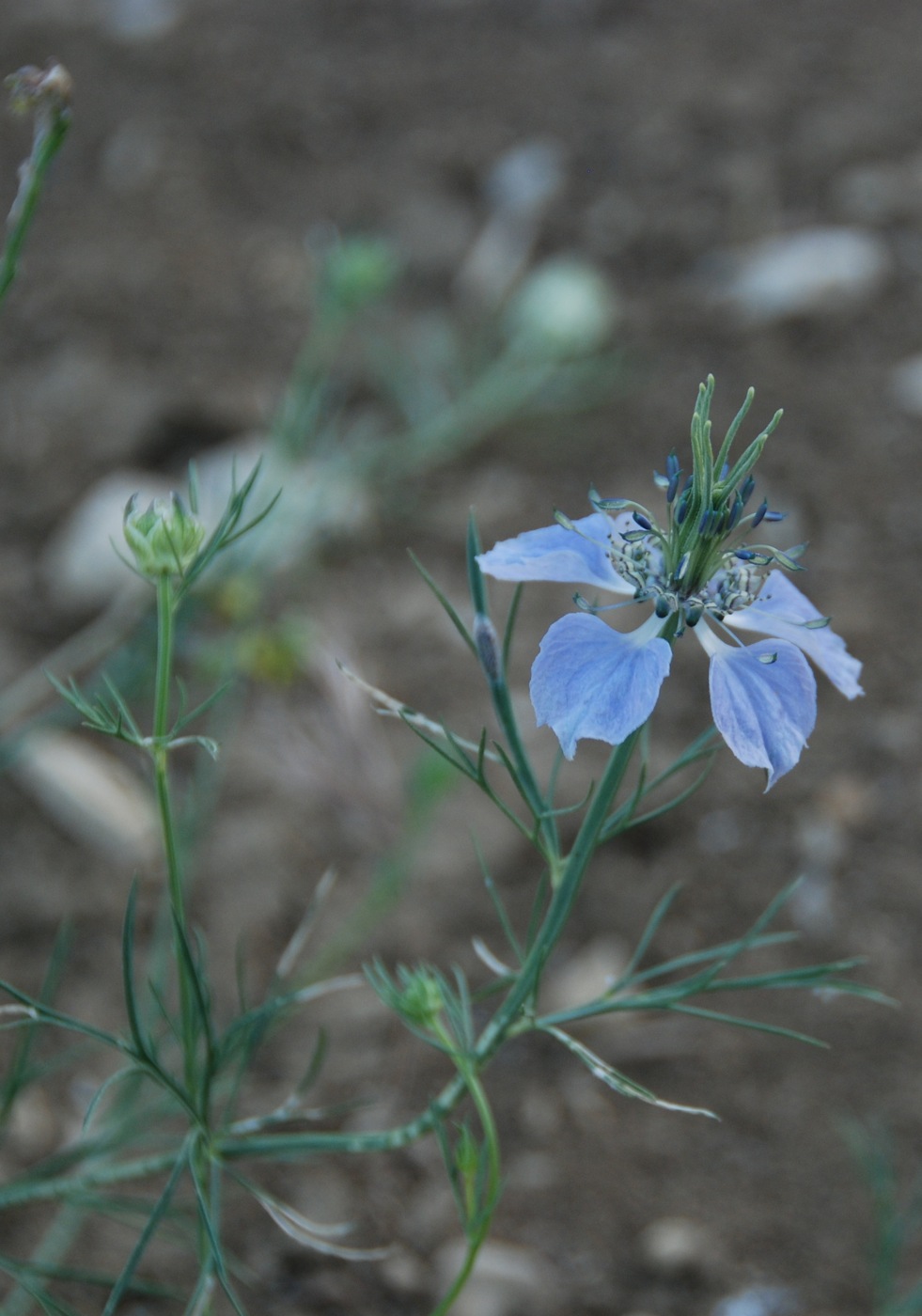 Изображение особи Nigella arvensis.