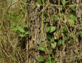 Hedera pastuchovii