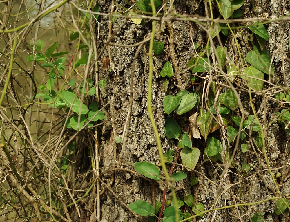 Image of Hedera pastuchovii specimen.