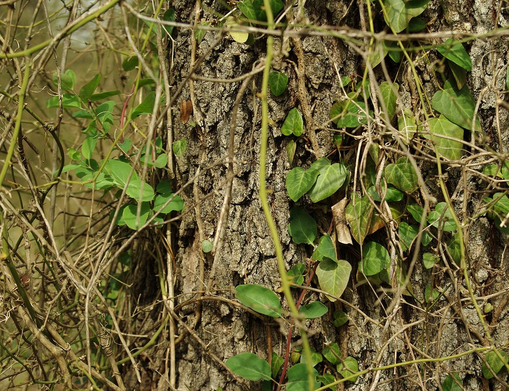 Изображение особи Hedera pastuchovii.