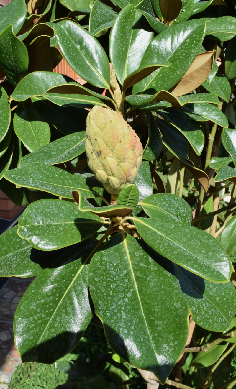 Image of Magnolia grandiflora specimen.