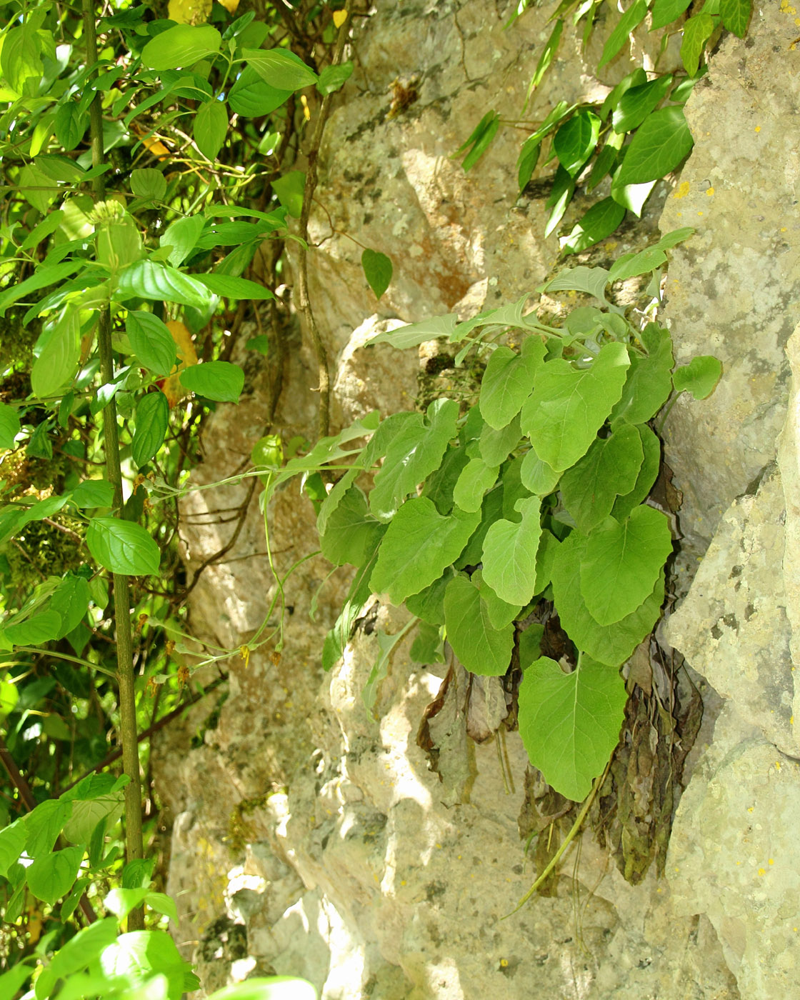 Image of Senecio pandurifolius specimen.