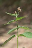 Vincetoxicum scandens