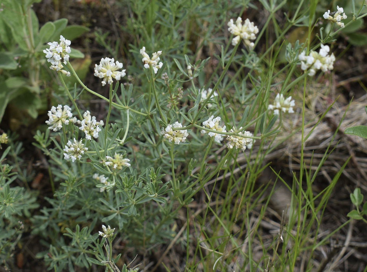 Изображение особи Dorycnium pentaphyllum.